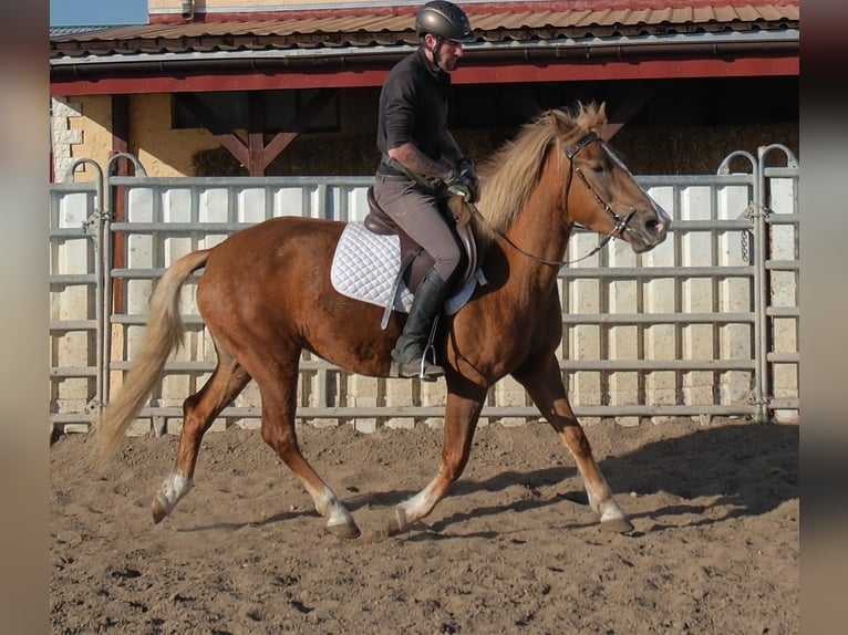 Otras razas Yegua 6 años 154 cm Alazán in Buttstädt