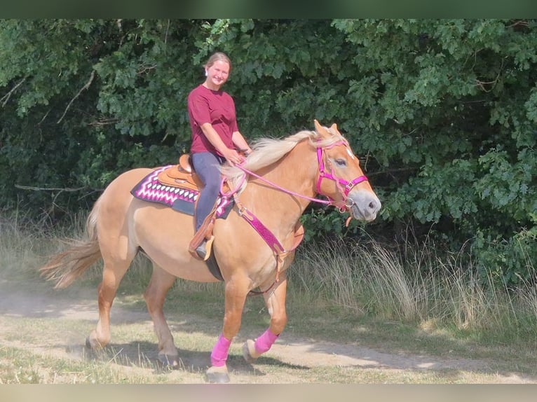 Otras razas Yegua 6 años 155 cm Castaño in Linkenbach