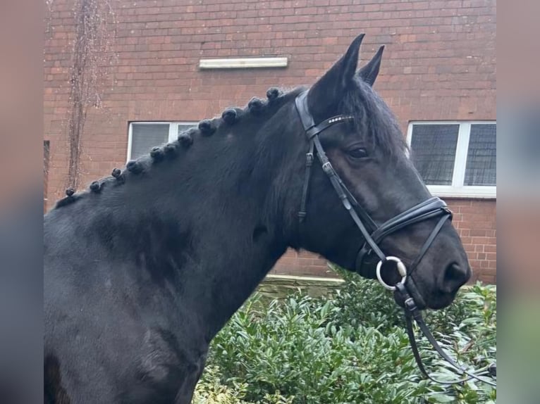 Otras razas Yegua 6 años 157 cm Negro in Hopsten