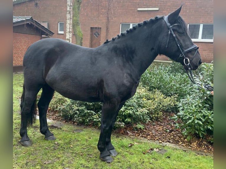 Otras razas Yegua 6 años 157 cm Negro in Hopsten