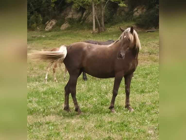 Otras razas Yegua 6 años 157 cm Palomino in Zaldibar Otras razas Yegua 6 años 157 cm Palomino in Zaldibar