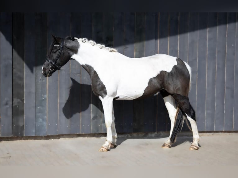 Otras razas Yegua 6 años 158 cm Pío in Vilnius