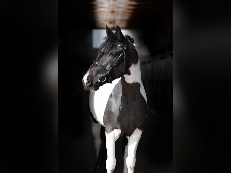 Otras razas Yegua 6 años 158 cm Pío in Vilnius
