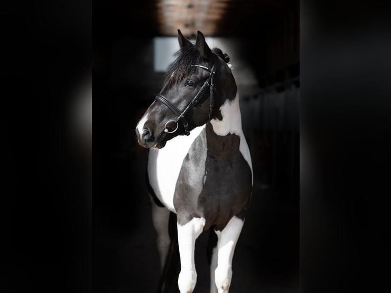 Otras razas Yegua 6 años 158 cm Pío in Vilnius