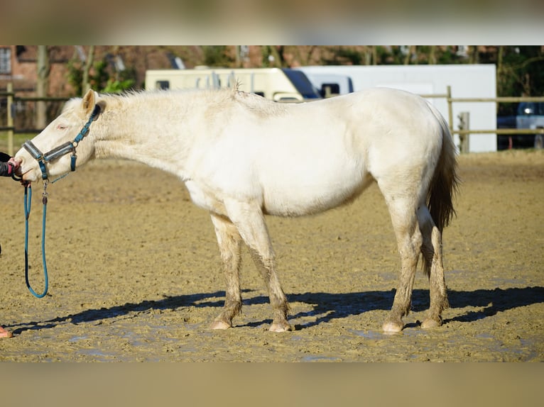 Otras razas Yegua 6 años 160 cm Champán in Monstreux