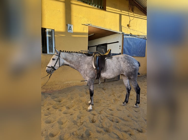 Otras razas Yegua 6 años 160 cm Tordo in San Fernando De Henares