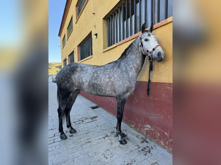 Otras razas Yegua 6 años 160 cm Tordo in San Fernando De Henares
