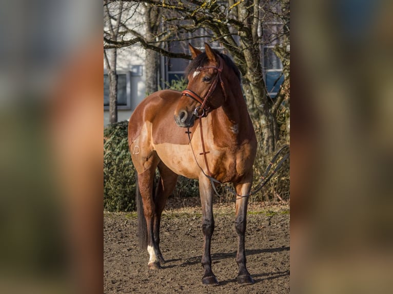 Otras razas Yegua 6 años 164 cm Castaño in Schwäbisch Gmünd