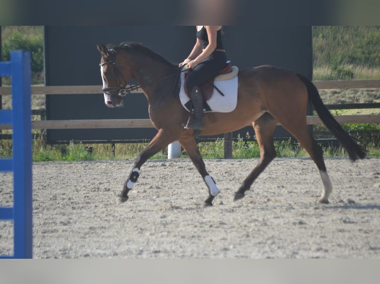 Otras razas Yegua 6 años 165 cm Castaño in Breda