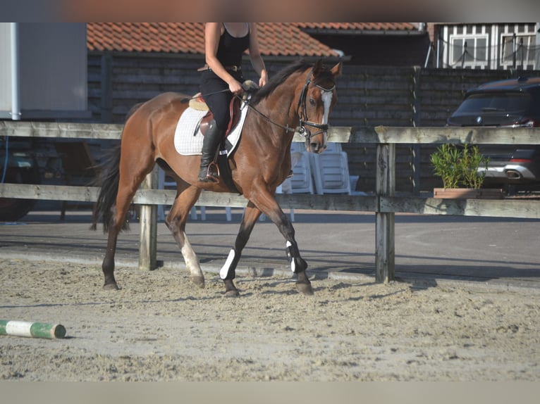 Otras razas Yegua 6 años 165 cm Castaño in Breda