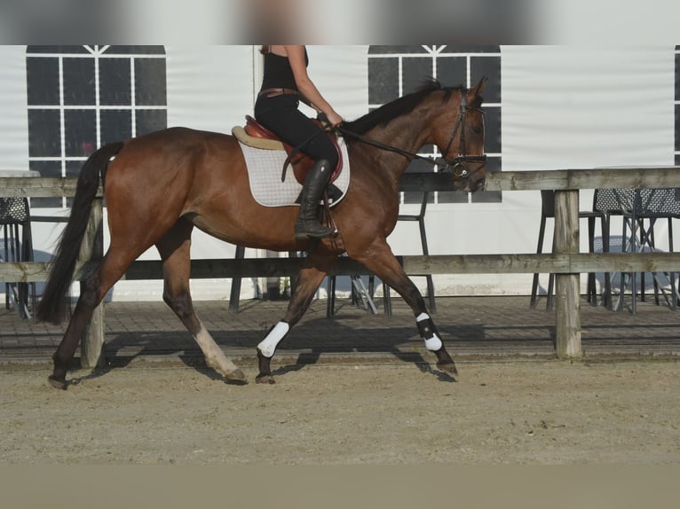 Otras razas Yegua 6 años 165 cm Castaño in Breda