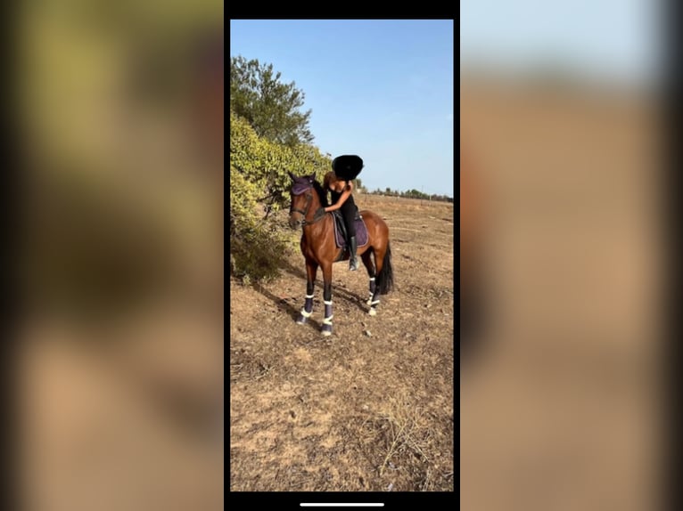 Otras razas Mestizo Yegua 6 años 165 cm Castaño rojizo in Jerez de la Frontera