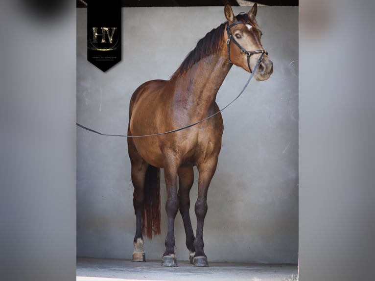 Otras razas Yegua 6 años 166 cm Bayo in Grury