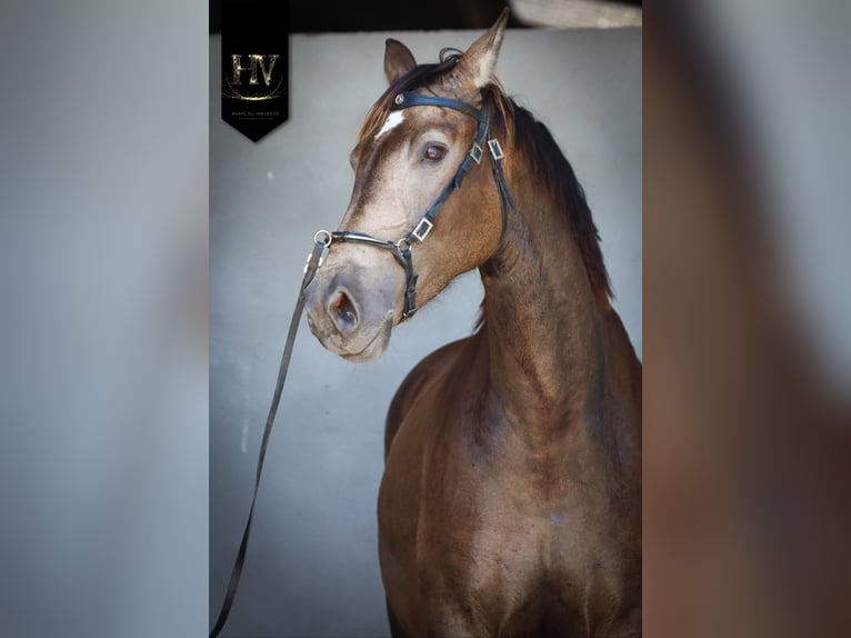 Otras razas Yegua 6 años 166 cm Bayo in Grury