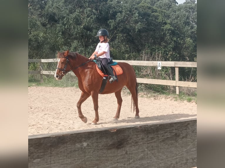 Otras razas Mestizo Yegua 7 años 137 cm Bayo in Belga, La (Viella-Siero)