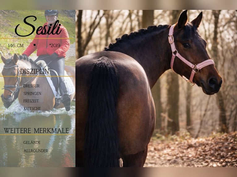 Otras razas Yegua 7 años 146 cm Castaño in Nettersheim