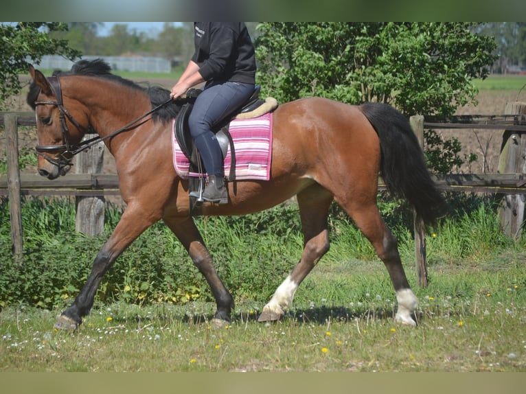 Otras razas Yegua 7 años 147 cm Castaño in Breda