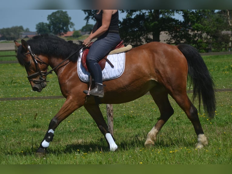 Otras razas Yegua 7 años 147 cm Castaño in Breda