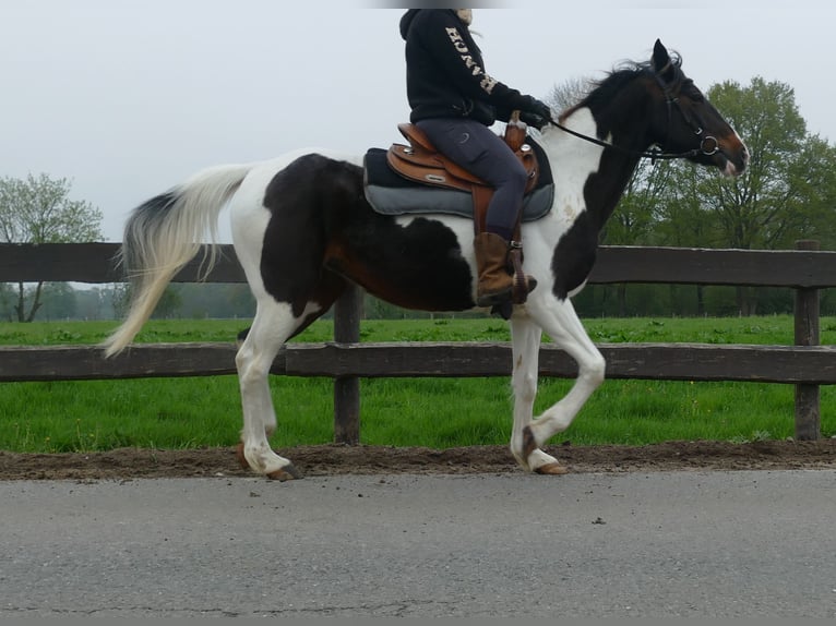 Otras razas Yegua 7 años 147 cm Pío in Lathen