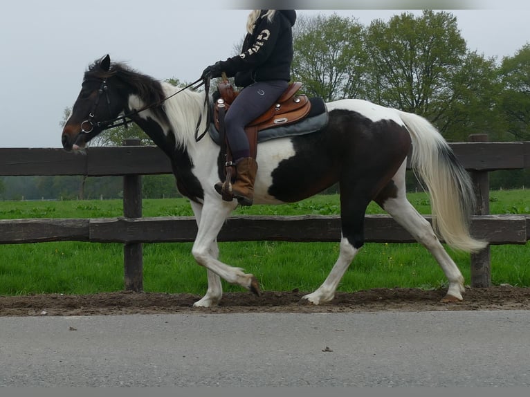 Otras razas Yegua 7 años 147 cm Pío in Lathen