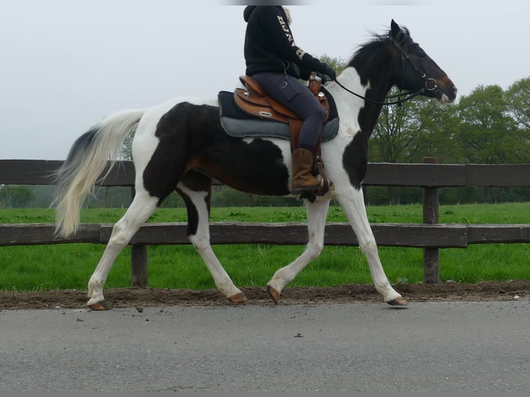 Otras razas Yegua 7 años 147 cm Pío in Lathen