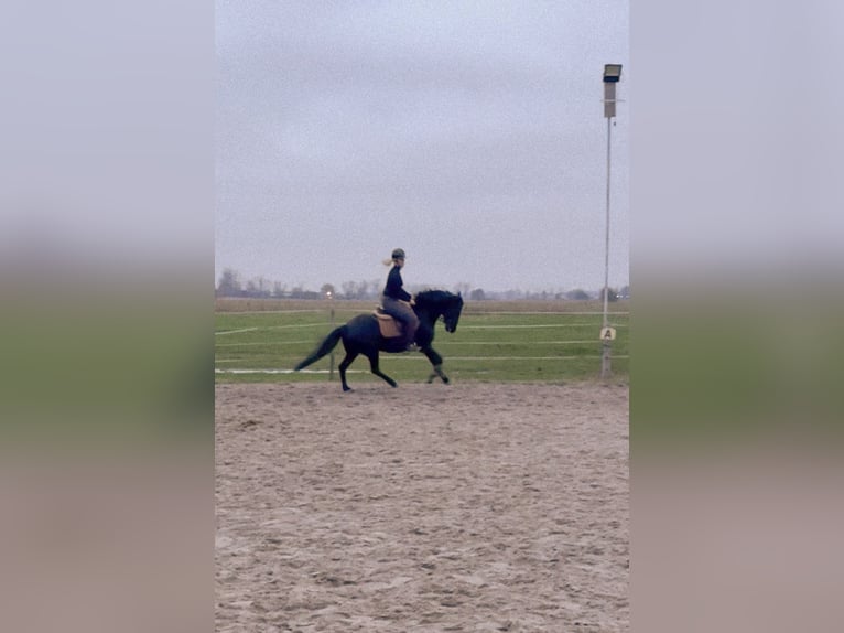 Otras razas Yegua 7 años 148 cm Negro in Krummhörn Wolzeten