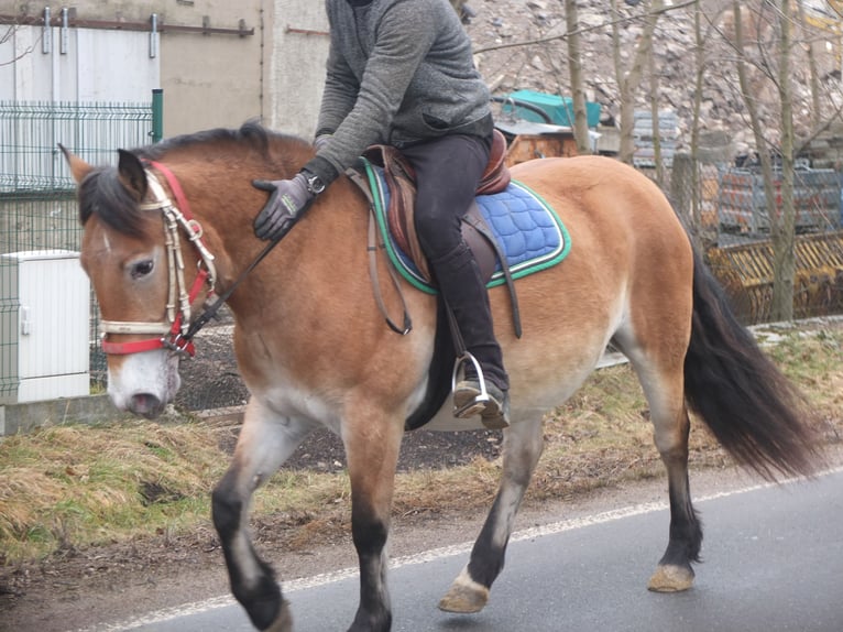 Otras razas Mestizo Yegua 7 años 149 cm Castaño claro in Buttstädt