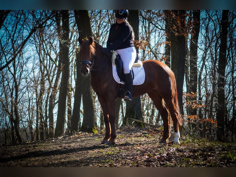 Otras razas Yegua 7 años 152 cm Alazán-tostado in Nettersheim