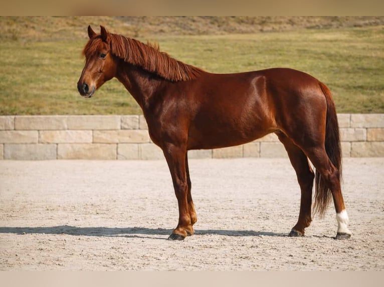 Otras razas Yegua 7 años 152 cm Alazán-tostado in Nettersheim