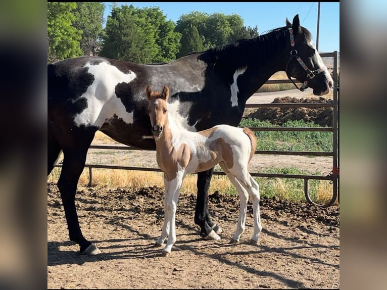 Otras razas Yegua 7 años 152 cm Negro in Eagle, Idaho