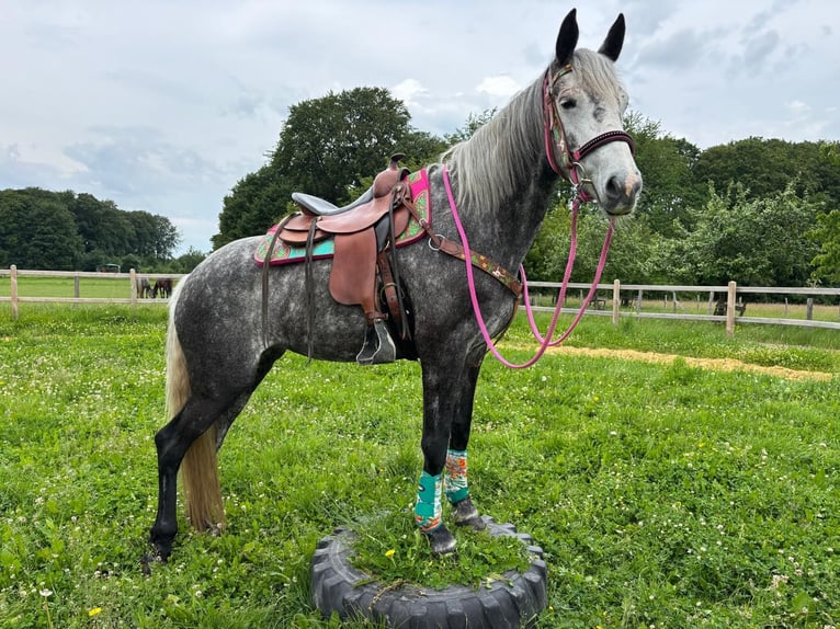 Otras razas Yegua 7 años 156 cm Tordo rodado in Linkenbach