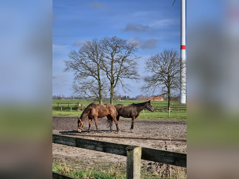 Otras razas Yegua 7 años 158 cm Castaño in Breda