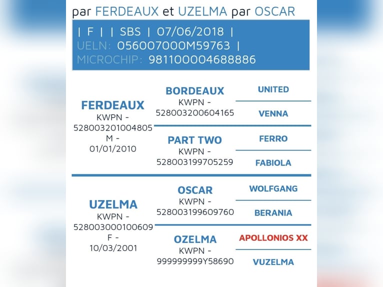 Otras razas Yegua 7 años 165 cm Castaño in Vieux-condé