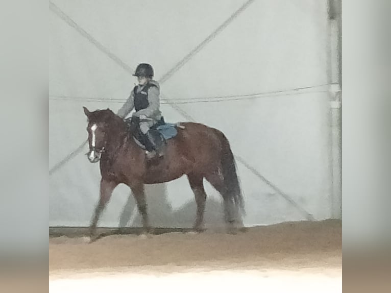 Otras razas Mestizo Yegua 8 años 137 cm Bayo in Belga, La (Viella-Siero)