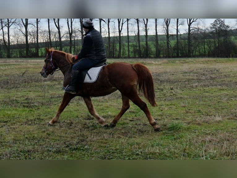 Otras razas Yegua 8 años 147 cm Alazán in Buttstädt