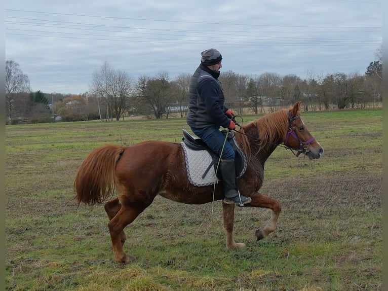 Otras razas Yegua 8 años 147 cm Alazán in Buttstädt