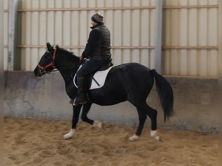 Otras razas Yegua 8 años 148 cm Negro in Buttst&#xE4;dt