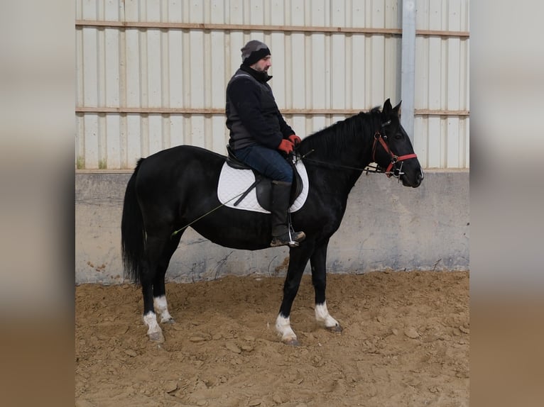 Otras razas Yegua 8 años 148 cm Negro in Buttst&#xE4;dt