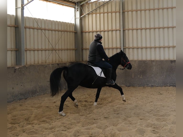 Otras razas Yegua 8 años 148 cm Negro in Buttst&#xE4;dt