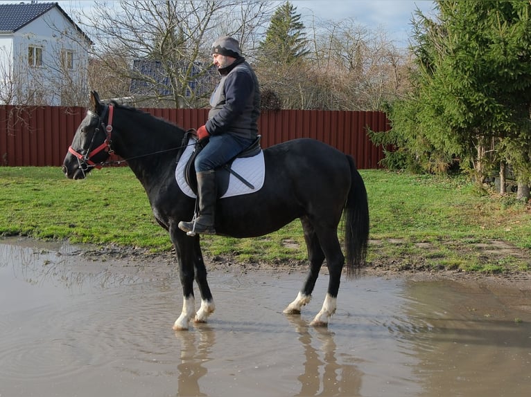 Otras razas Yegua 8 años 148 cm Negro in Buttst&#xE4;dt