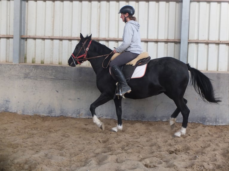 Otras razas Yegua 8 años 148 cm Negro in Ellersleben