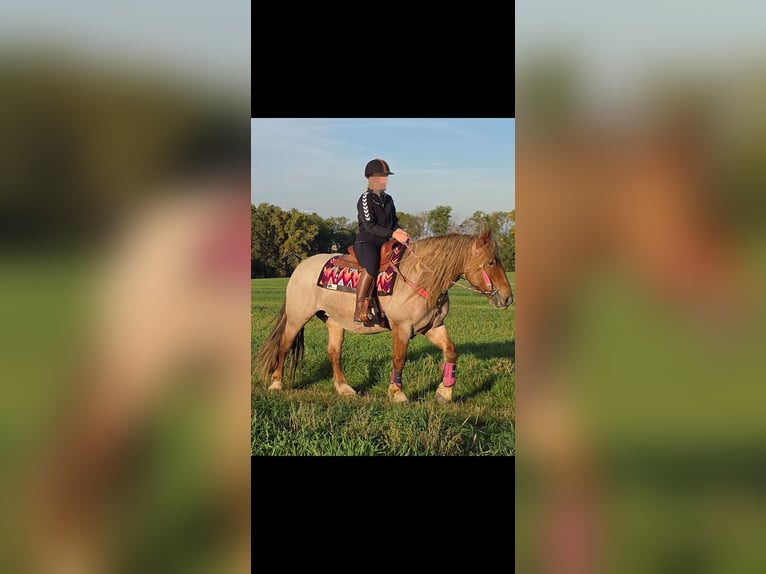 Otras razas Mestizo Yegua 8 años 153 cm Ruano alazán in Linkenbach