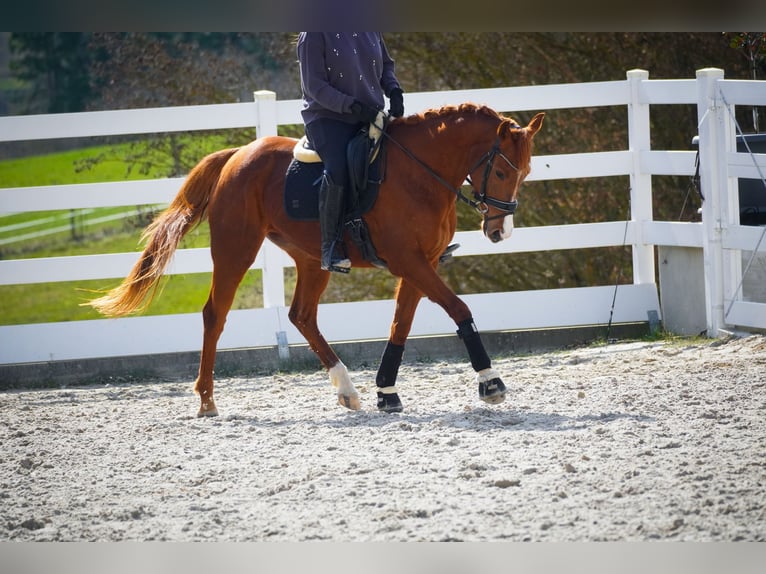 Otras razas Yegua 8 años 157 cm Alazán in Nettersheim