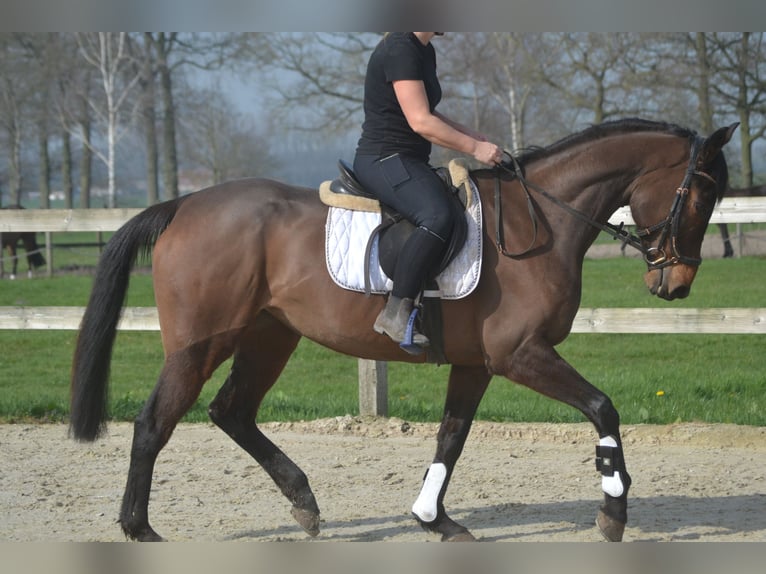 Otras razas Yegua 8 años 160 cm Castaño in Breda