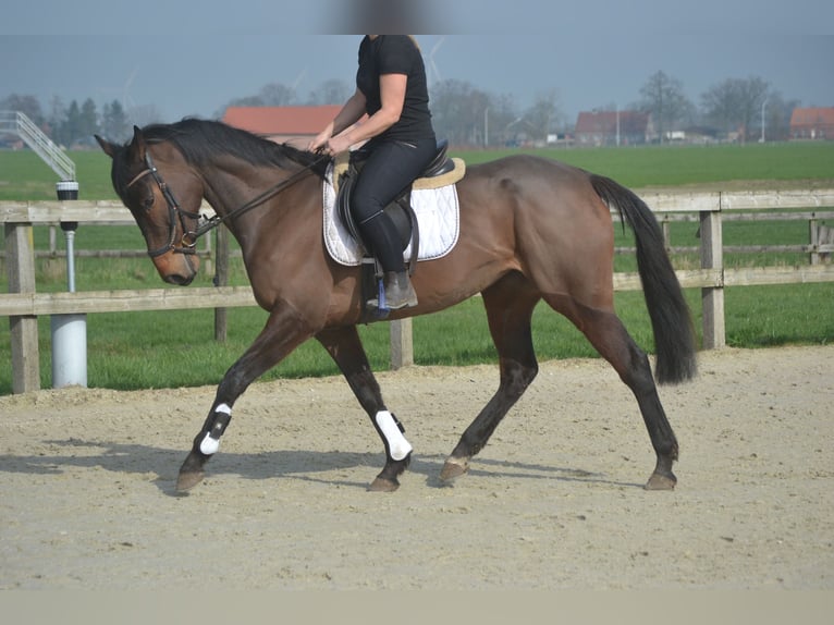 Otras razas Yegua 8 años 160 cm Castaño in Breda