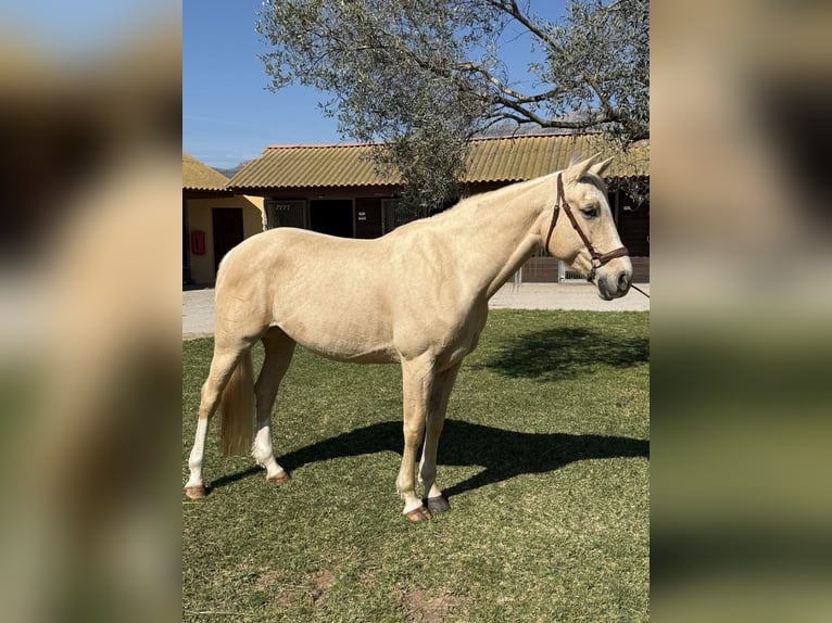 Otras razas Yegua 8 años 160 cm Palomino in Xabia/Javea