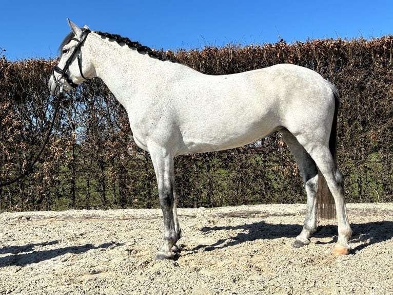 Otras razas Yegua 8 años 164 cm Tordo picazo in Ammerzoden