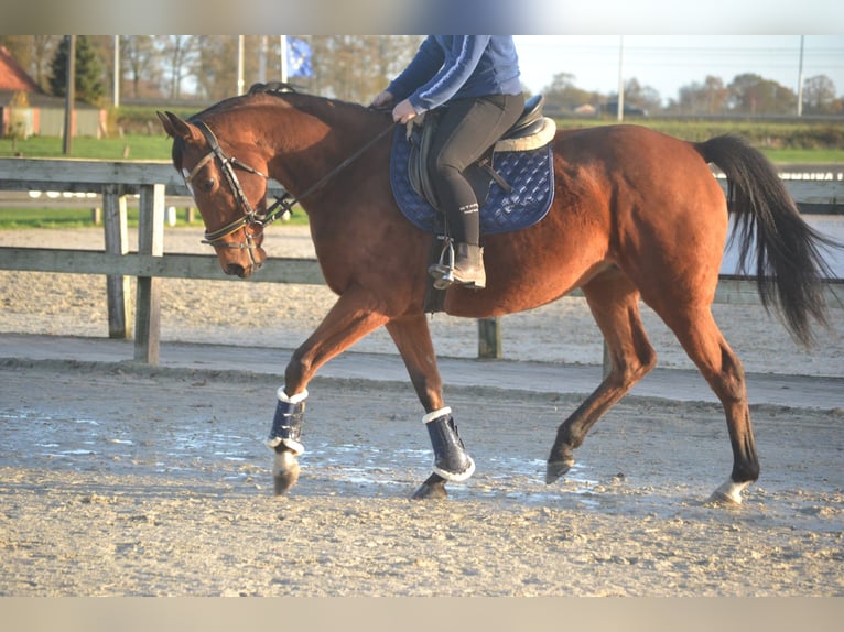 Otras razas Yegua 8 años 165 cm Castaño in Breda