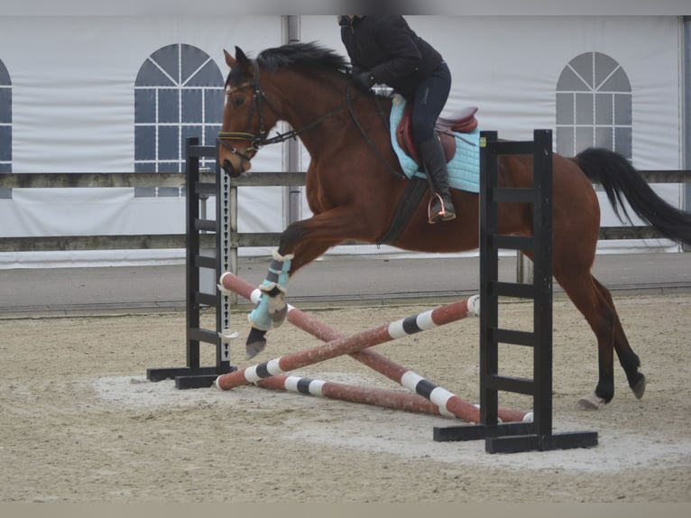 Otras razas Yegua 8 años 165 cm Castaño in Breda