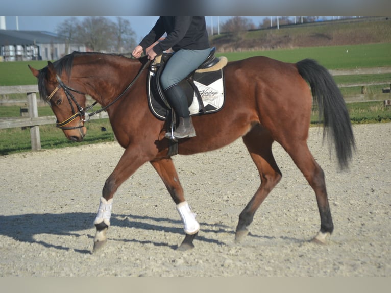 Otras razas Yegua 8 años 165 cm Castaño in Breda